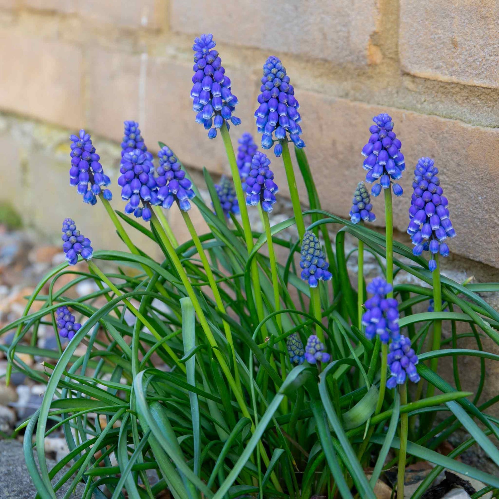 Grape Hyacinth Muscari Armeniacum | 50 x Bulbs | Multi