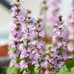 Ajuga Reptans 'rosea' - 9cm Pot | 1 x 9cm | Pink