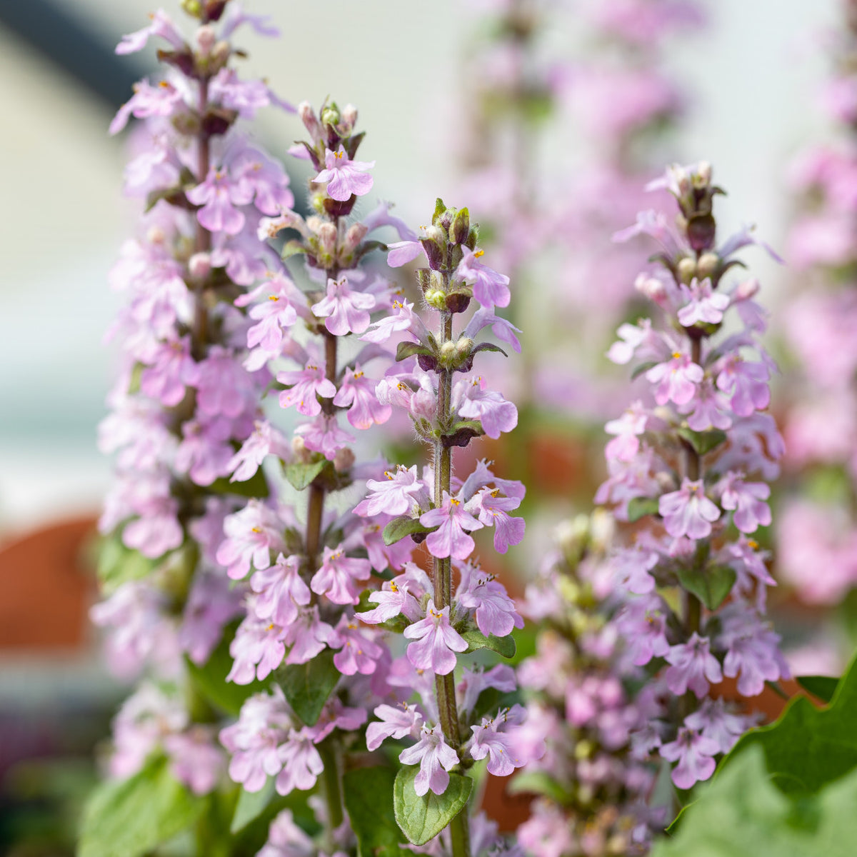 Ajuga Reptans 'rosea' - 9cm Pot | 3 x 9cm | Pink