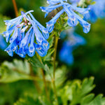 Corydalis Craigton Blue - 1 X 9cm Pot