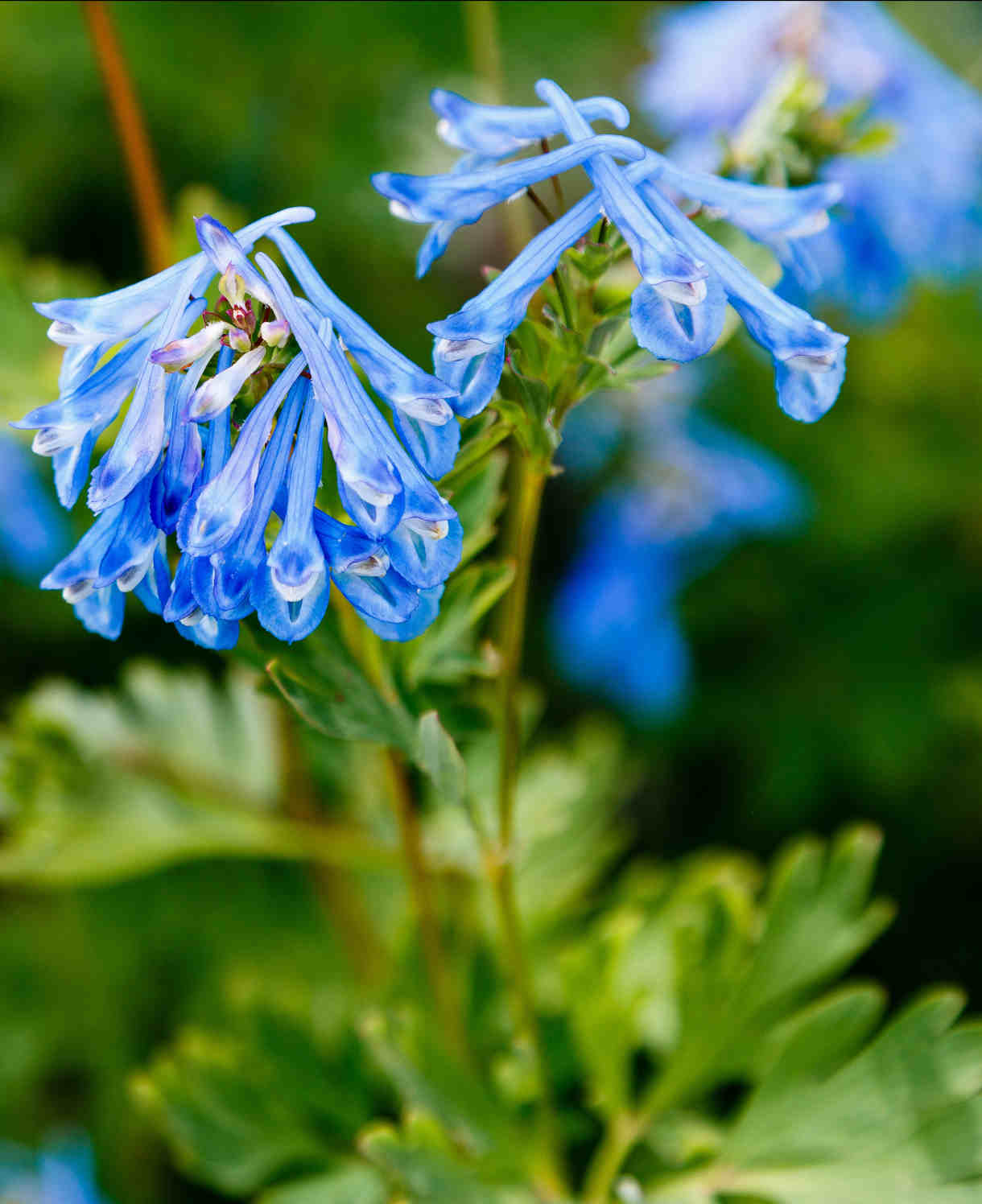 Corydalis Craigton Blue - 1 X 9cm Pot