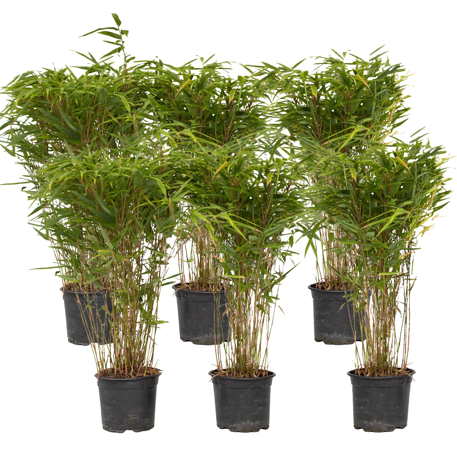 Chinese Fountain Bamboo - 6 Pcs. - Fargesia Nitida 'gansu' - H50-70cm - ⌀17cm | Set-of-6 | Green