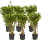 Chinese Fountain Bamboo - 6 Pcs. - Fargesia Nitida 'gansu' - H50-70cm - ⌀17cm | Set of 6 | Green