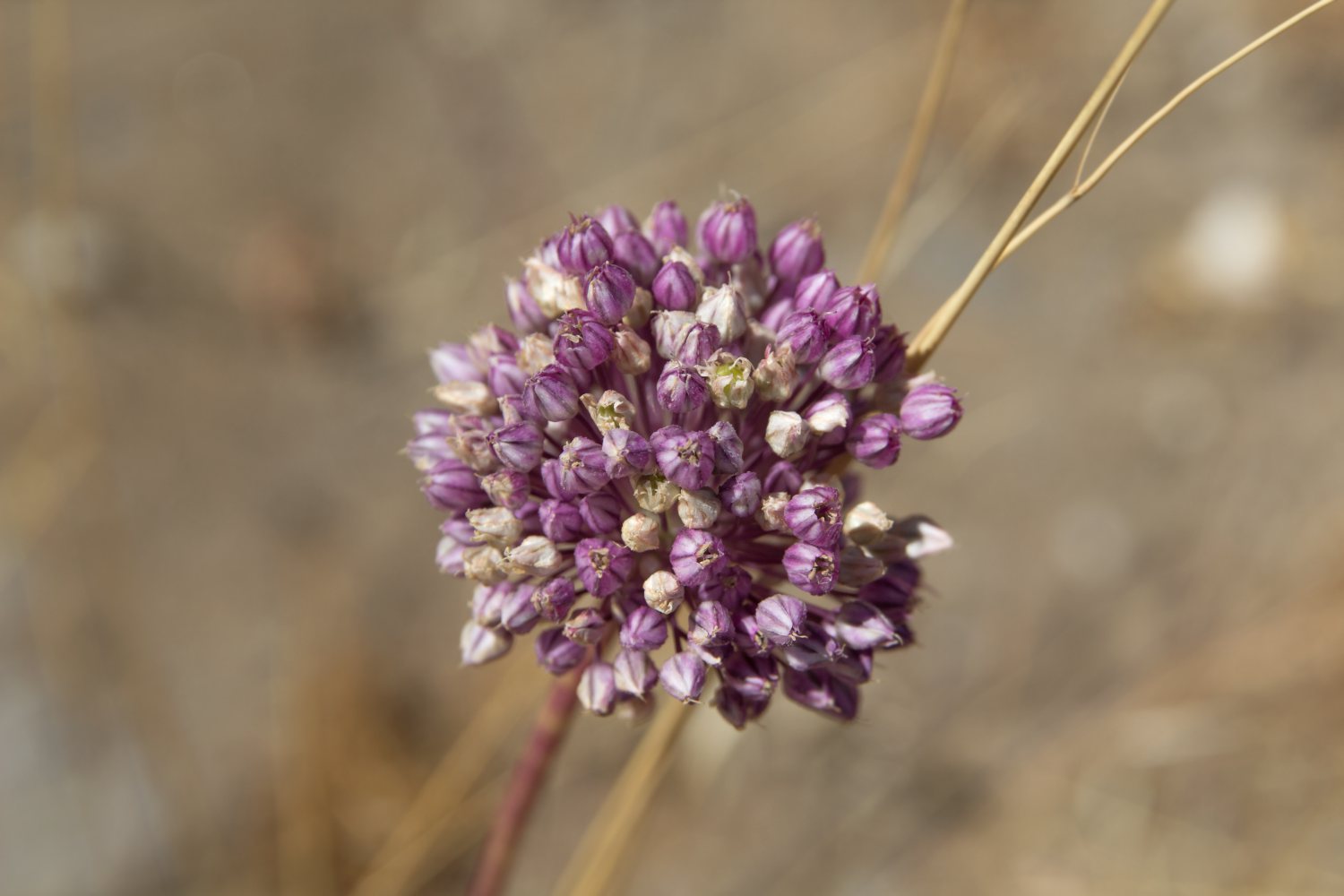 Allium Collection Bulbs | Set of 210