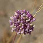 Allium Collection Bulbs | Set of 105