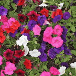 Petunia Frenzy Mirage Mixed Seedlings | 60 x Pro Grower Plugs | Multi