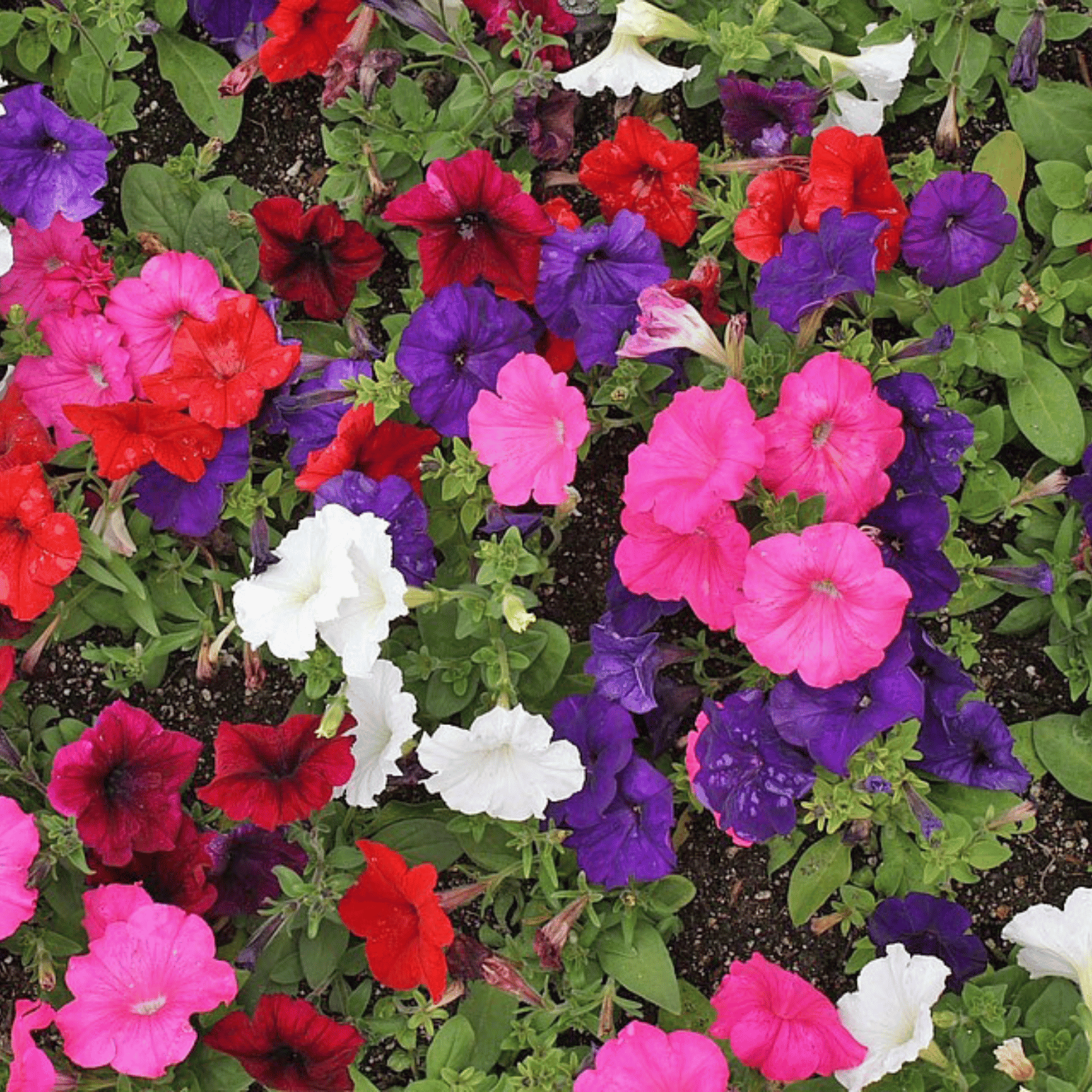 Petunia Frenzy Mirage Mixed Seedlings | 60 x Pro Grower Plugs | Multi