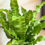 Bird's Nest Fern - Asplenium Nidus 'crispy Wave' - Height 25-40cm - ⌀12cm | Set-of-1 | Green