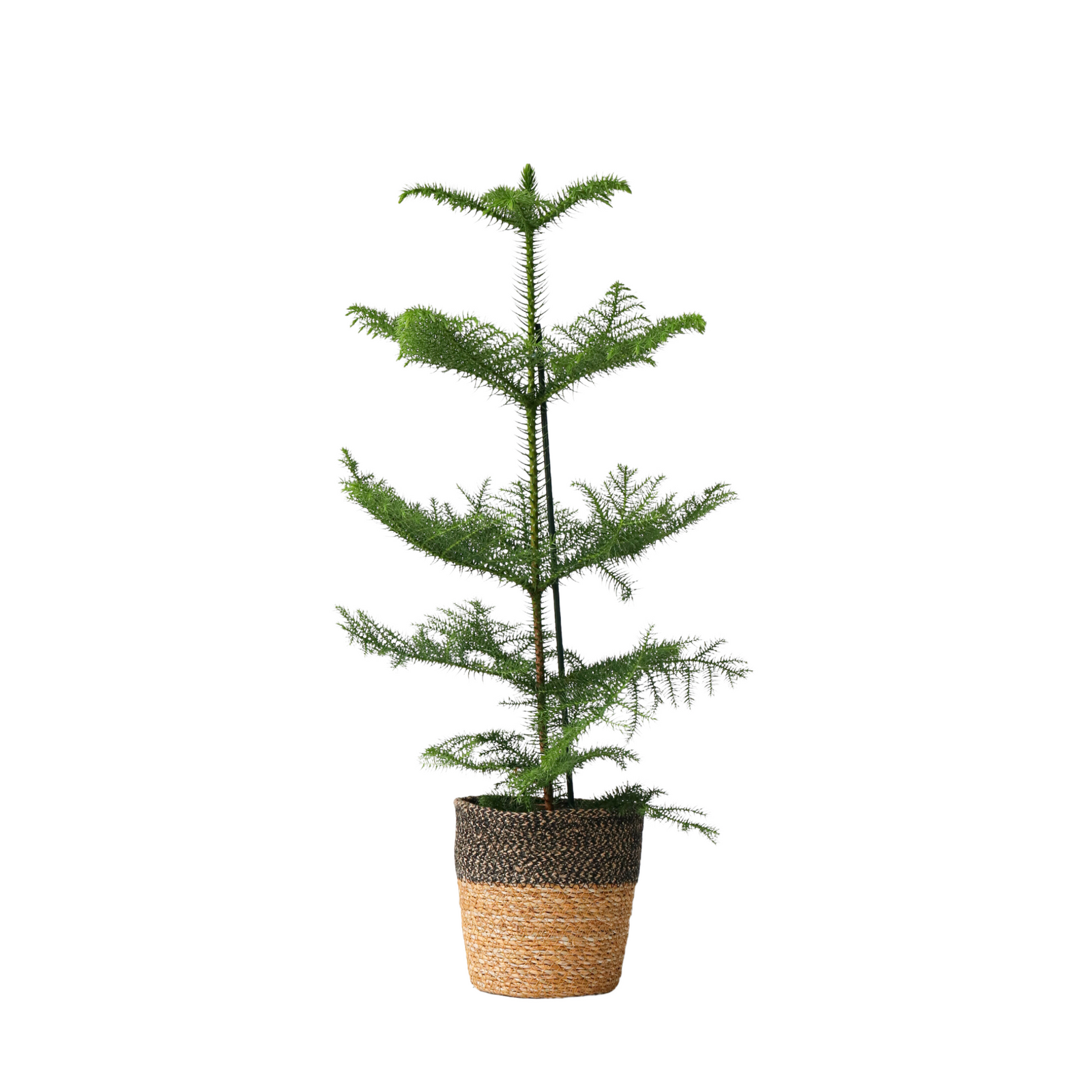 Norfolk Island Pine - Araucaria Heterophylla - Height 50-60cm - ⌀17cm | Set of 1 | Green
