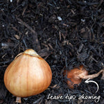 Golden Gourmet Shallot Sets | Set of 15