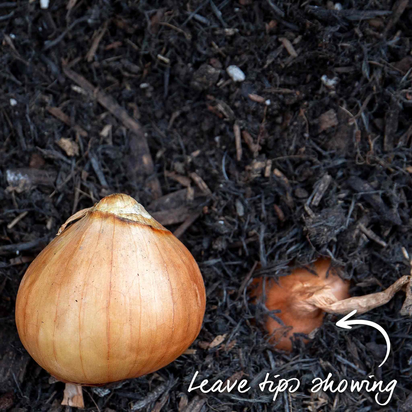 Golden Gourmet Shallot Sets | Set of 15