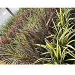 Phormium Evening Glow Striped New Zealand Flax Evergreen Specimen Shrub Plant Large 40-50cm Tall Supplied In A 3l Pot