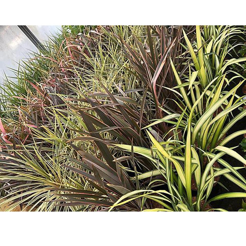 Phormium Evening Glow Striped New Zealand Flax Evergreen Specimen Shrub Plant Large 40-50cm Tall Supplied In A 3l Pot