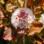 Physocarpus 'magic Ball' Compact Colour-changing Shrub | 1 x 9cm