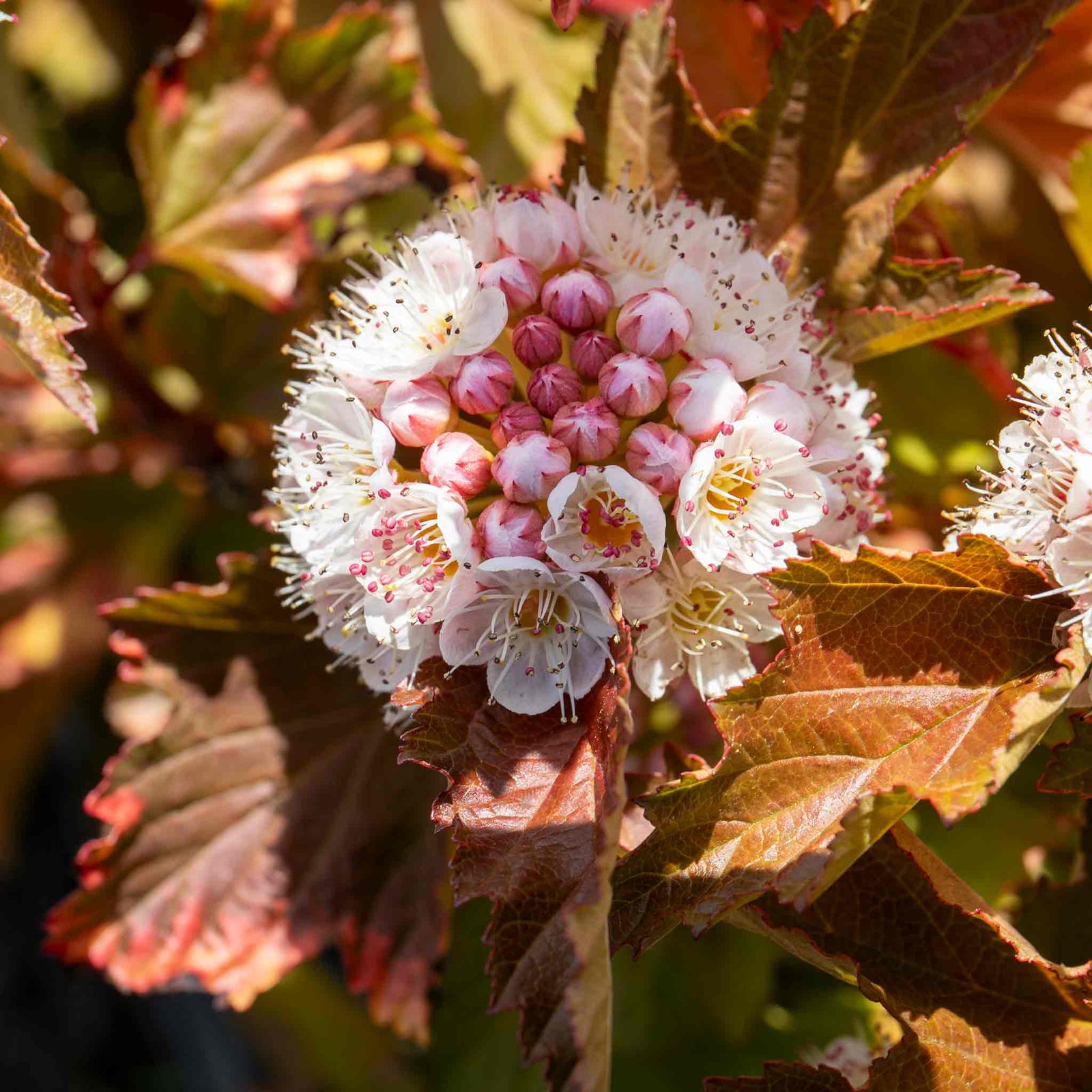 Physocarpus 'magic Ball' Compact Colour-changing Shrub | 1 x 9cm