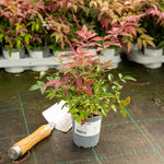 Nandina Domestica 'obsessed' Compact Evergreen For Containers And Borders | 1 x 9cm | Red