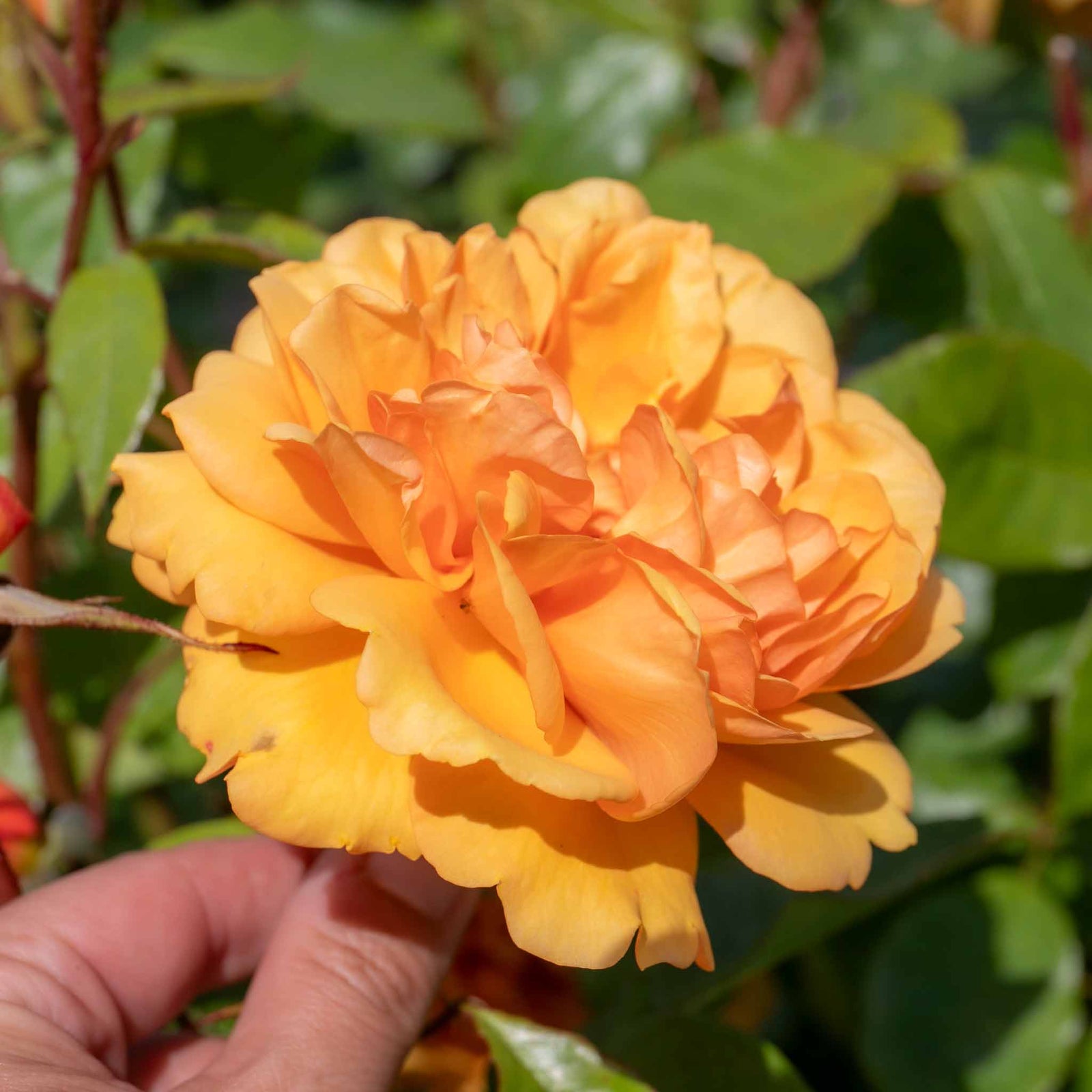 Rose 'golden Beauty' Floribunda (golden-orange, Rhs Agm) | 1 x Bare Root | Orange