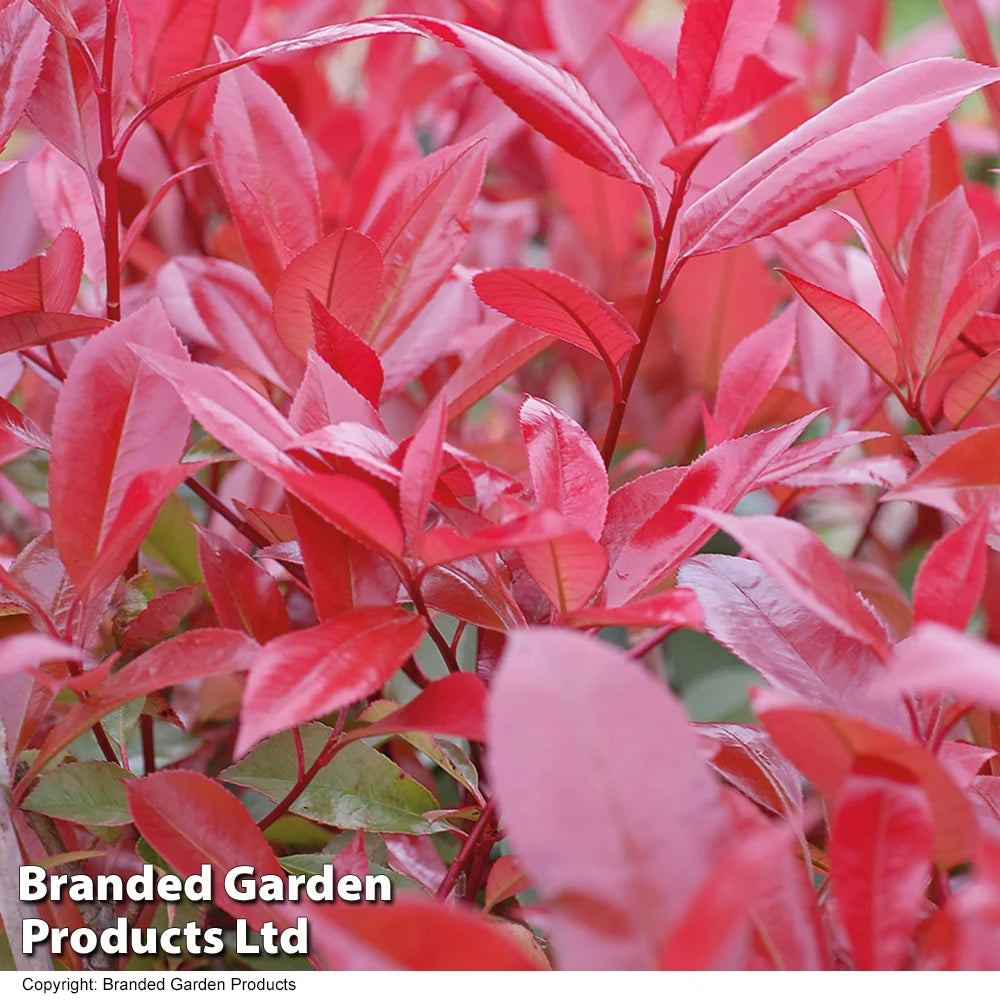 Photinia Fraseri Red Robin 9cm Pot | Set of 2