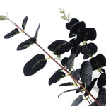 6 X 80cm Black Eucalyptus Foliage Stem