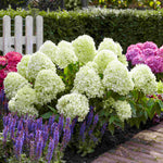 Hydrangea Paniculata Little Spooky - 9cm pots | 1 x 9cm | Light Green