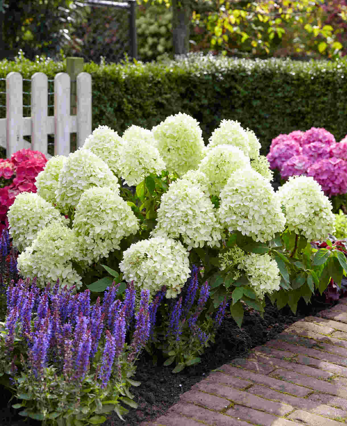 Hydrangea Paniculata Little Spooky - 9cm pots | 1 x 9cm | Light Green