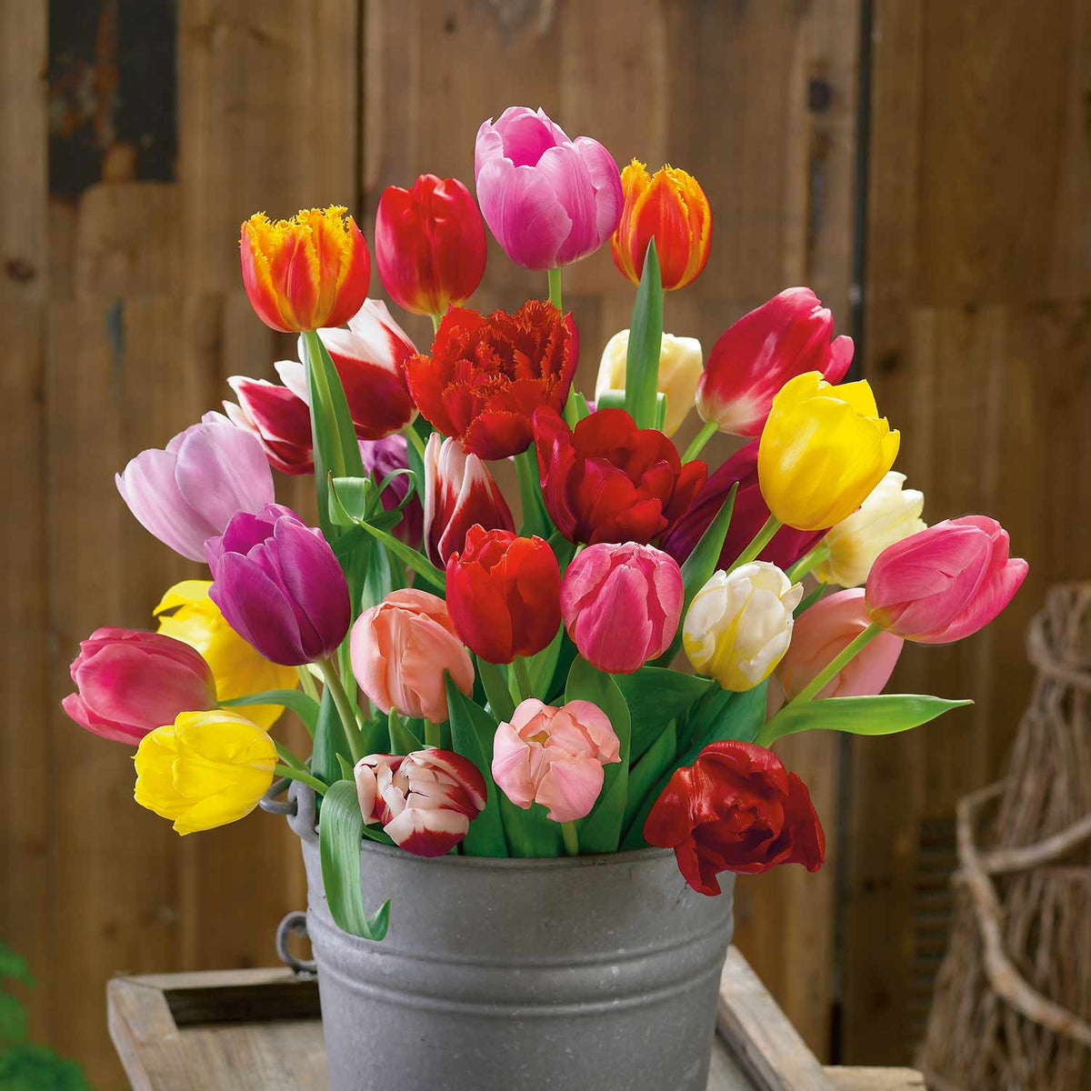 Tulip Bulbs Mixed Border Collection 50 Bulbs | 50 x Bulbs | Mixed
