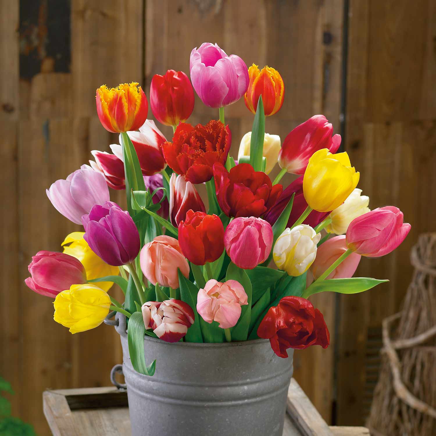 Mixed Tulip Bulb Collection | 50 x Bulbs | Multi