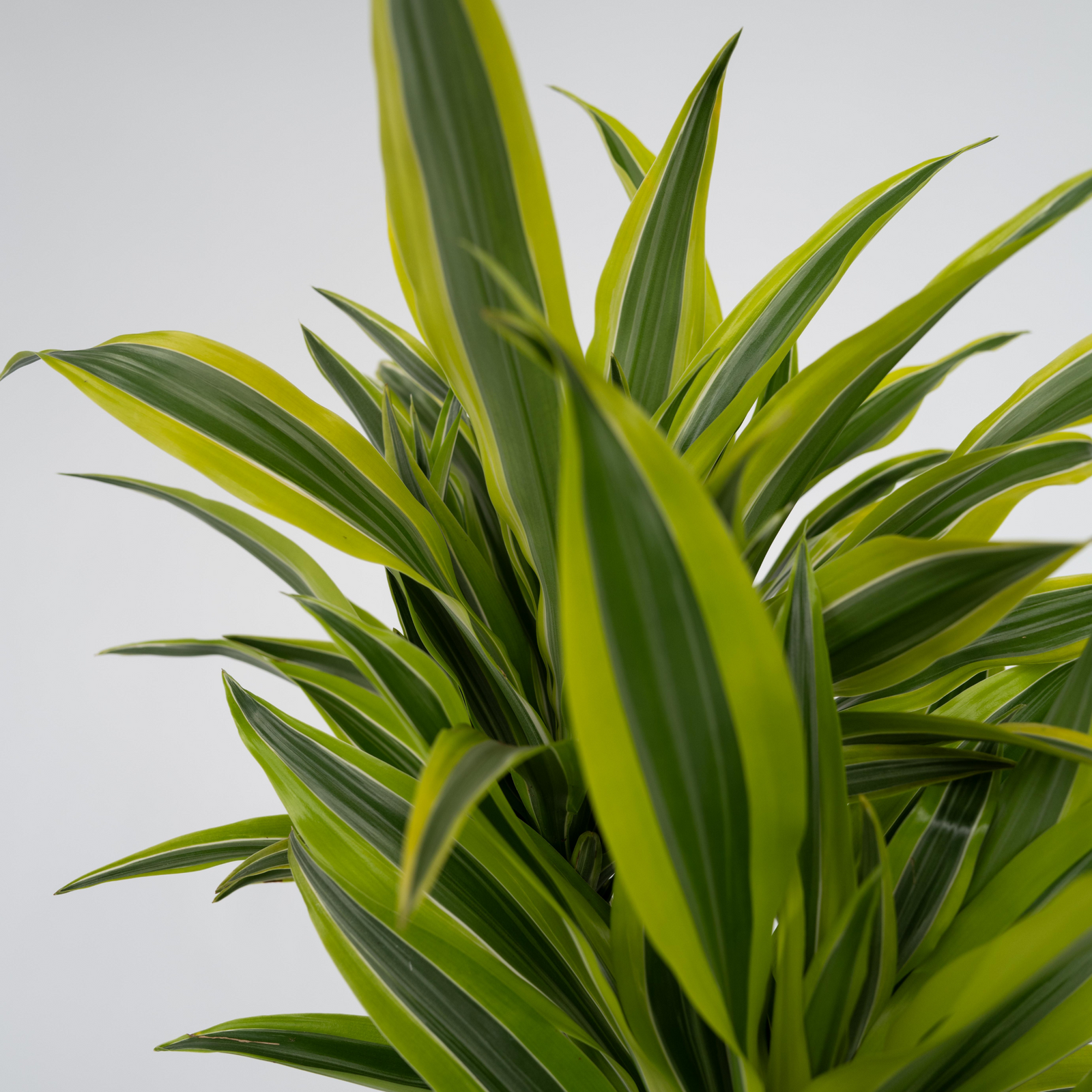Dragon Tree - 2 Pcs. - Dracaena Deremensis 'lemon Lime' - Height 60-70cm - ⌀17cm | Set of 2 | Green