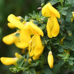 Direct Plants Cytisus Luna Colourful Garden Broom Shrubs Pack Of 3