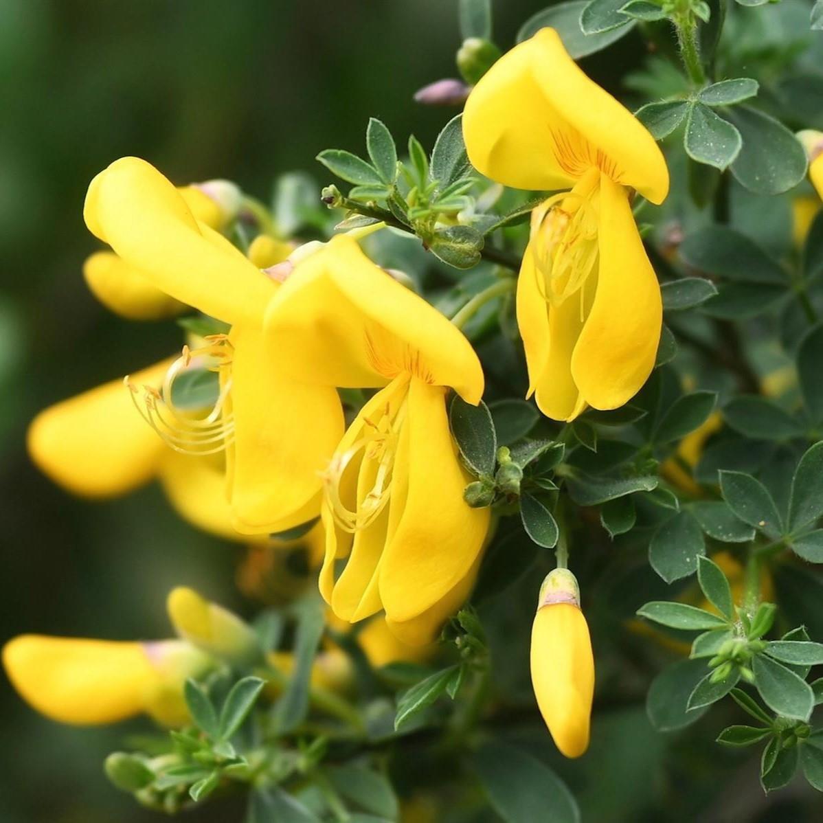 Direct Plants Cytisus Luna Colourful Garden Broom Shrubs Pack Of 3