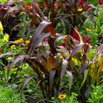 Hayloft Pennisetum Purple Baron - Ornamental Millet 3 Young Plants