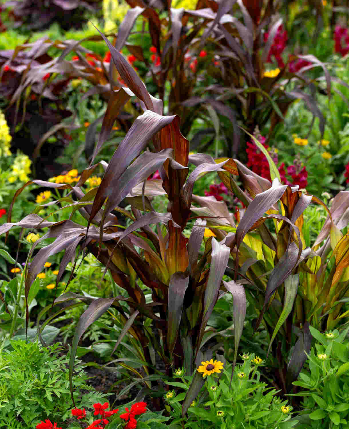 Hayloft Pennisetum Purple Baron - Ornamental Millet 3 Young Plants