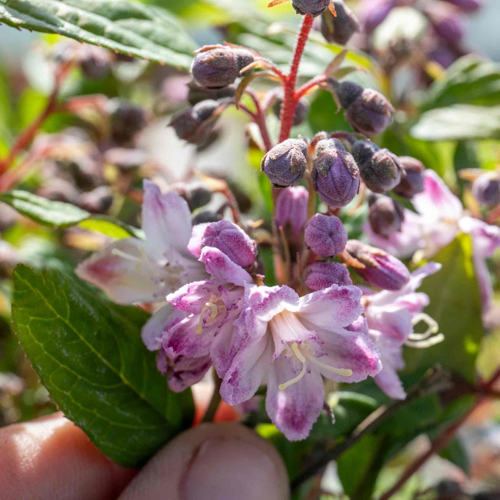 Deutzia 'raspberry Sundae' Compact Purple-tipped White Shrub | 1 x 3L | White & Purple