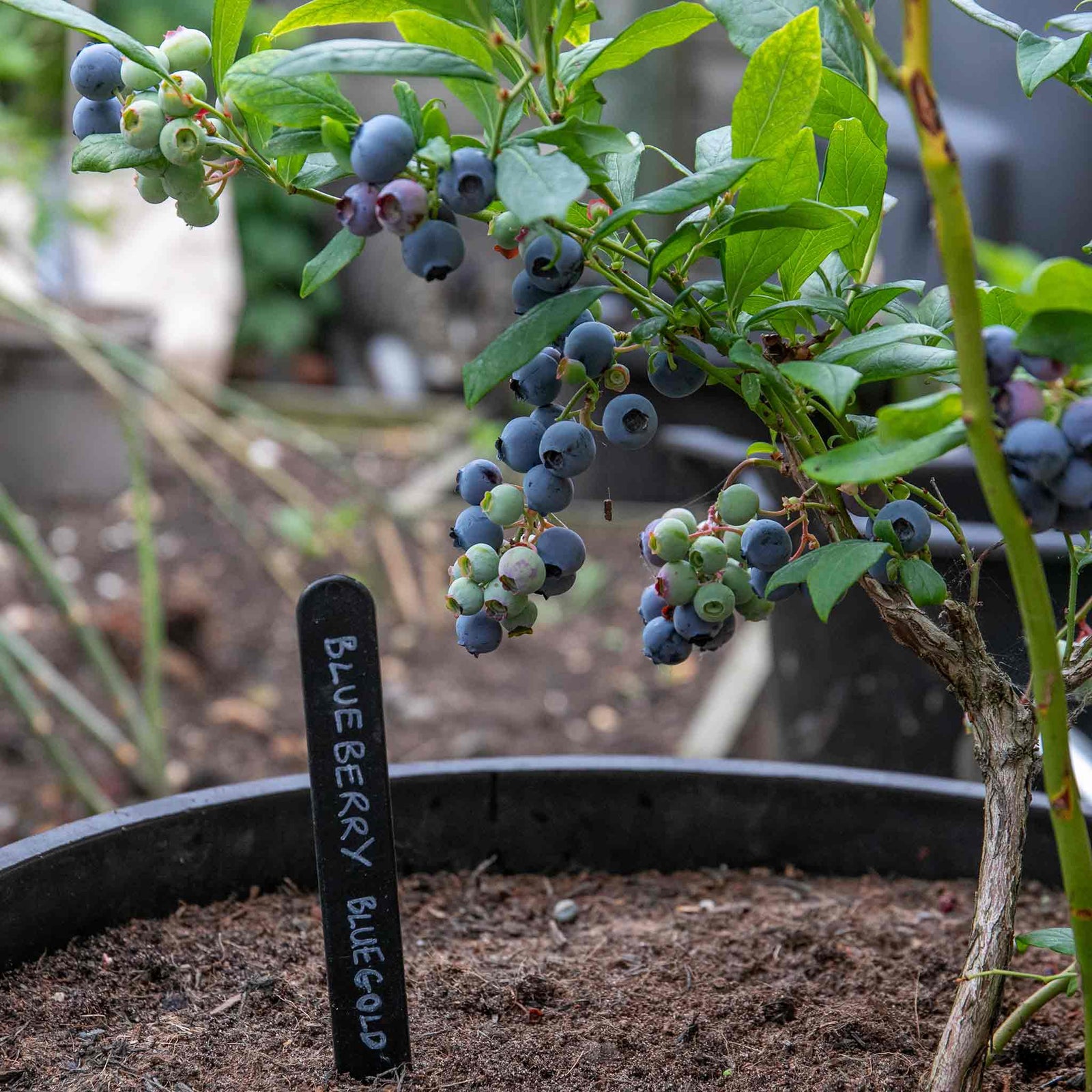 Blueberry Plant 'bluegold' - Late-season Heavy Cropping | 2L