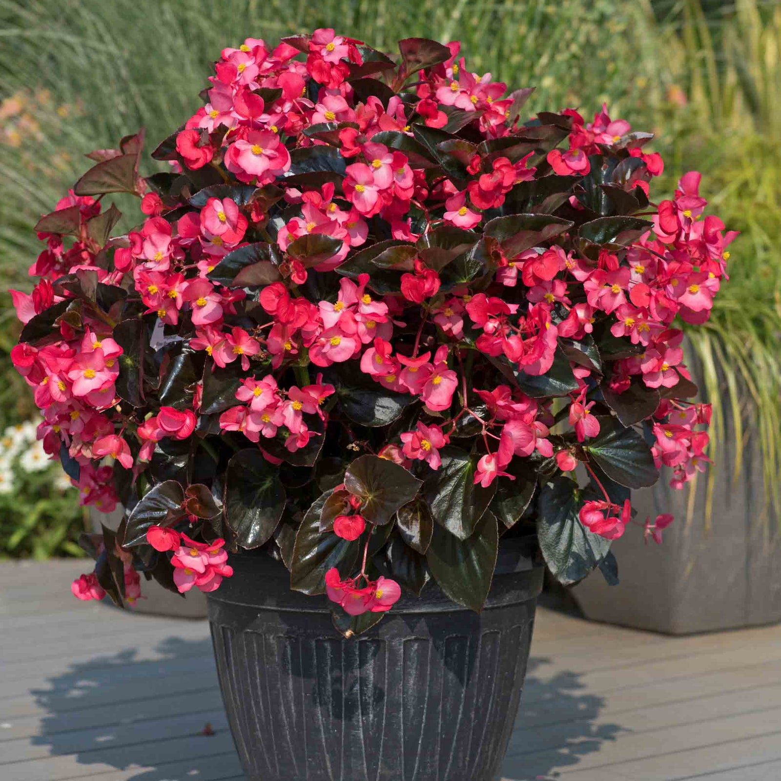 Begonia 'megawatt Rose With Bronze Leaf' - Long-flowering Bedding Plant | 12 x Plug Plants | Multi