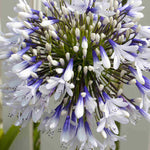 Hayloft Agapanthus Africanus Twister - 3 X 9cm Pots