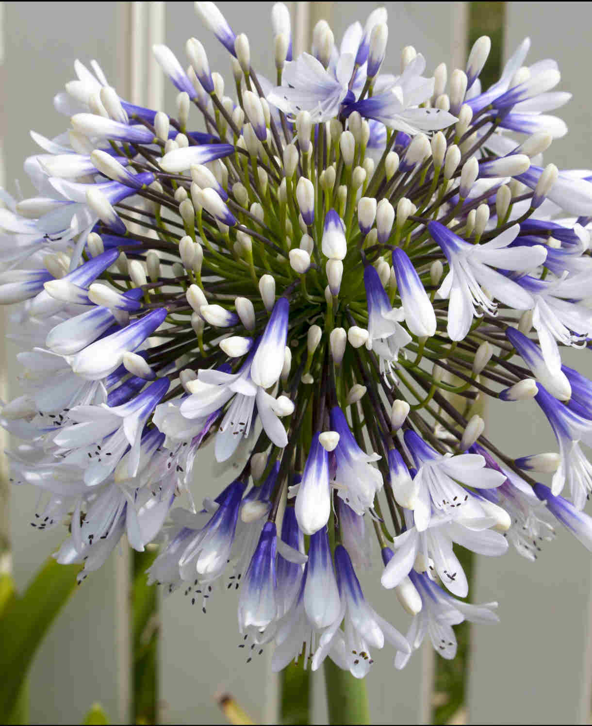 Hayloft Agapanthus Africanus Twister - 3 X 9cm Pots