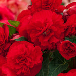 Hayloft Begonia Limitless Collection - 20 Young Plants