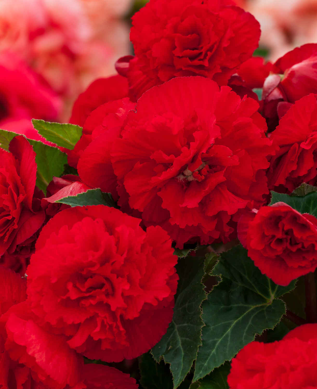 Hayloft Begonia Limitless Collection - 20 Young Plants