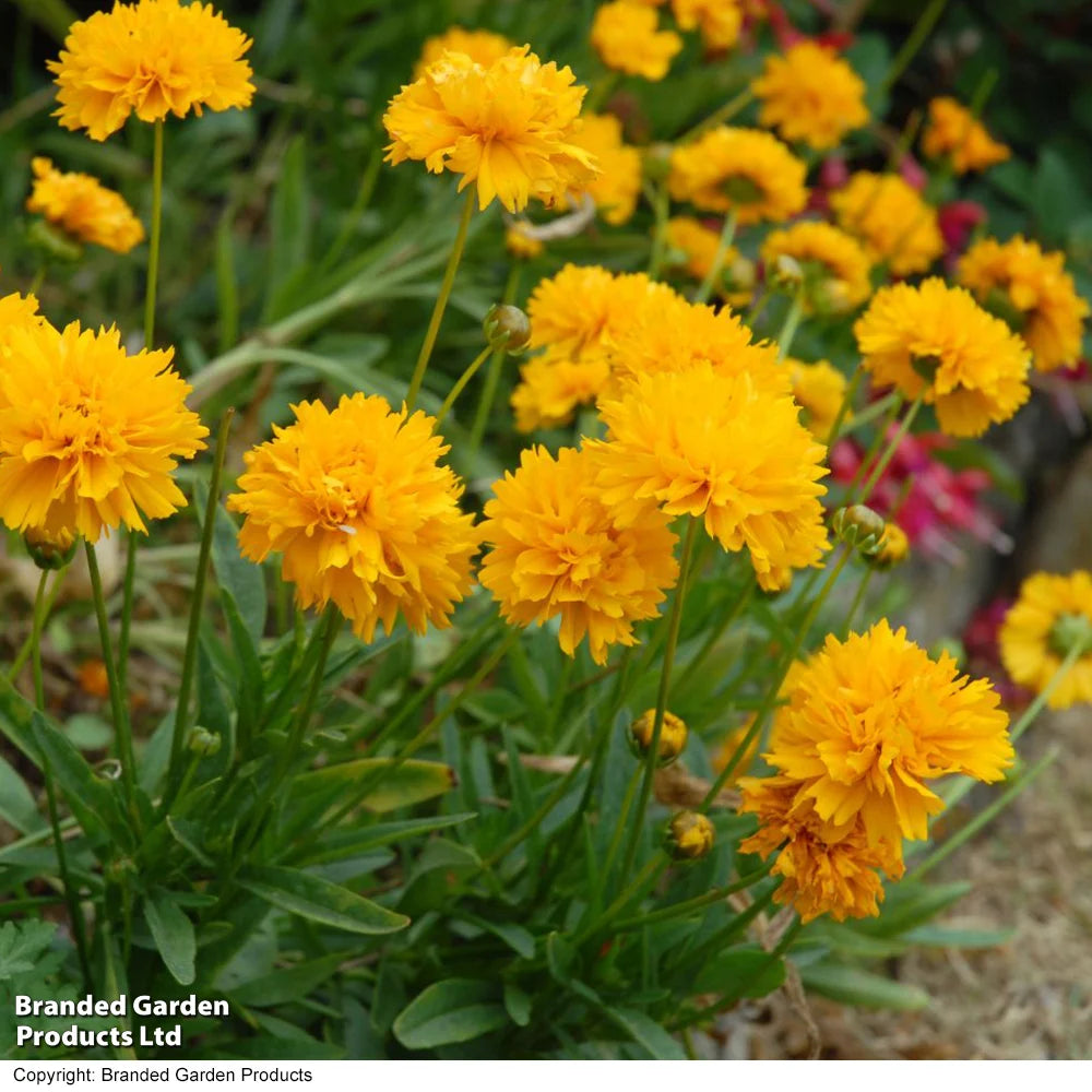 Thompson & Morgan Perfect Perennial Collection - Plants