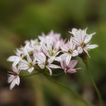 Hayloft Essential Allium Mix - 120 Bulbs