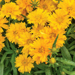 Coreopsis 'double The Sun' - Compact Double-flowering Yellow Perennial Plant | 6 x Jumbo Plugs | Lime Green