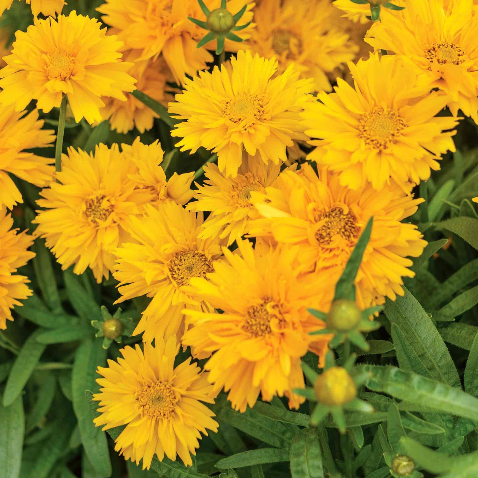 Coreopsis 'double The Sun' - Compact Double-flowering Yellow Perennial Plant | 1 x 9cm | Yellow