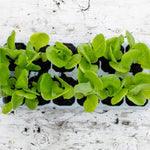 Little Gem Lettuce Garden-ready | 12 x Plug Plants | Green
