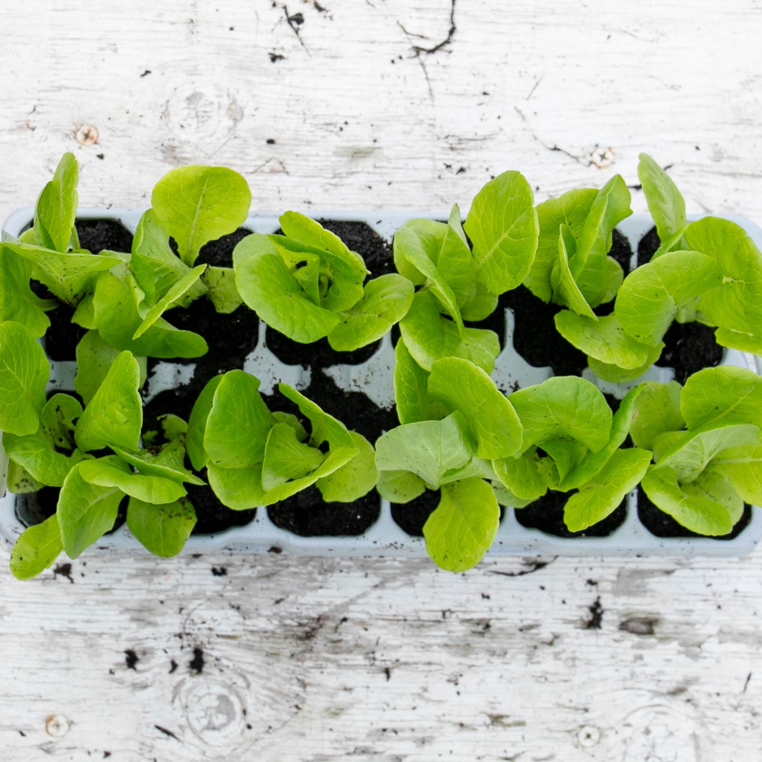 Little Gem Lettuce Garden-ready | 12 x Plug Plants | Green