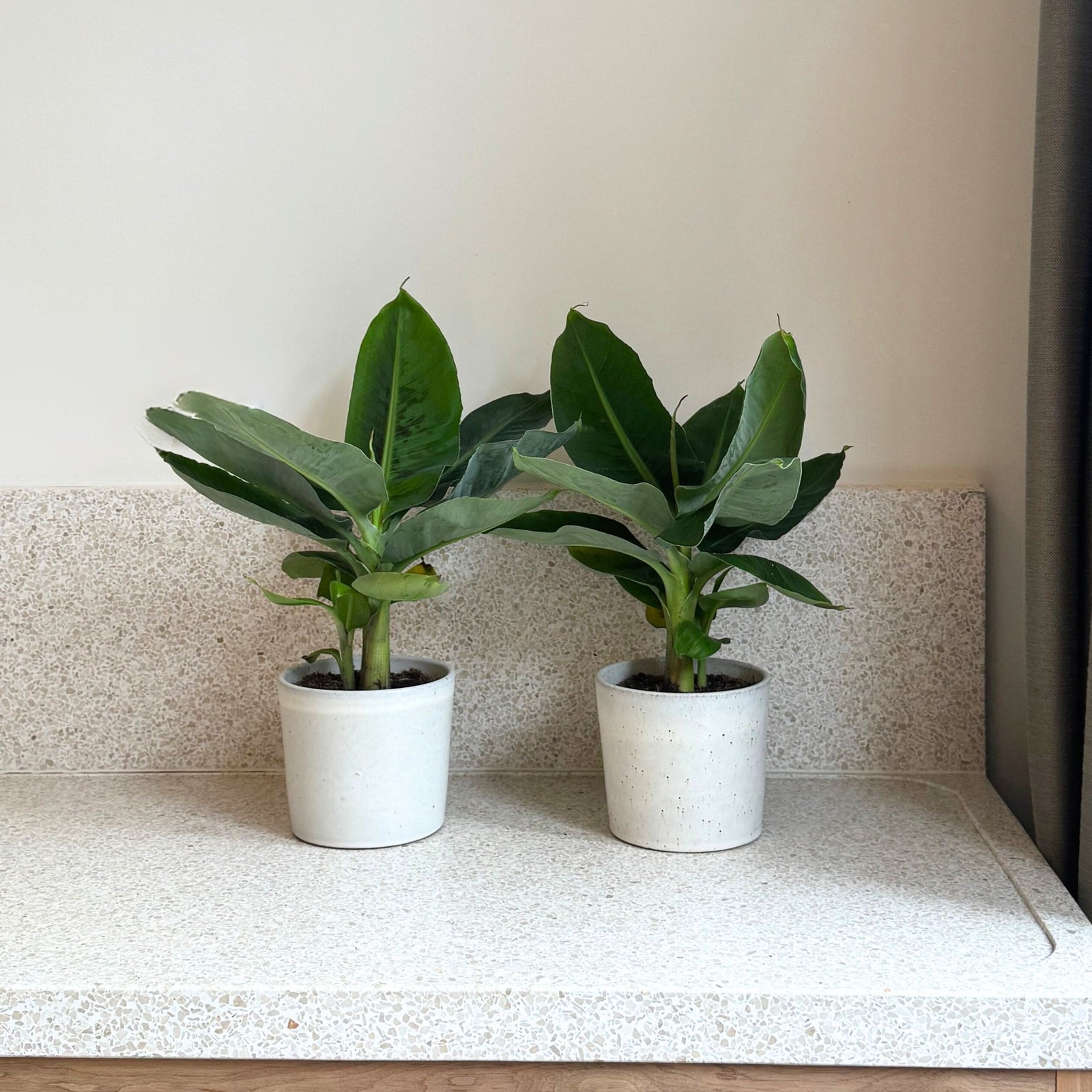 Banana Plant - 2 Pcs. - Musa 'oriental Dwarf' - Height 25-40cm - ⌀12cm | Set of 2 | Green
