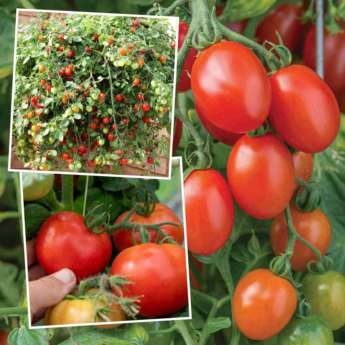 Hanging Basket Bush Tomato Collection 9cm Plants | Set of 6