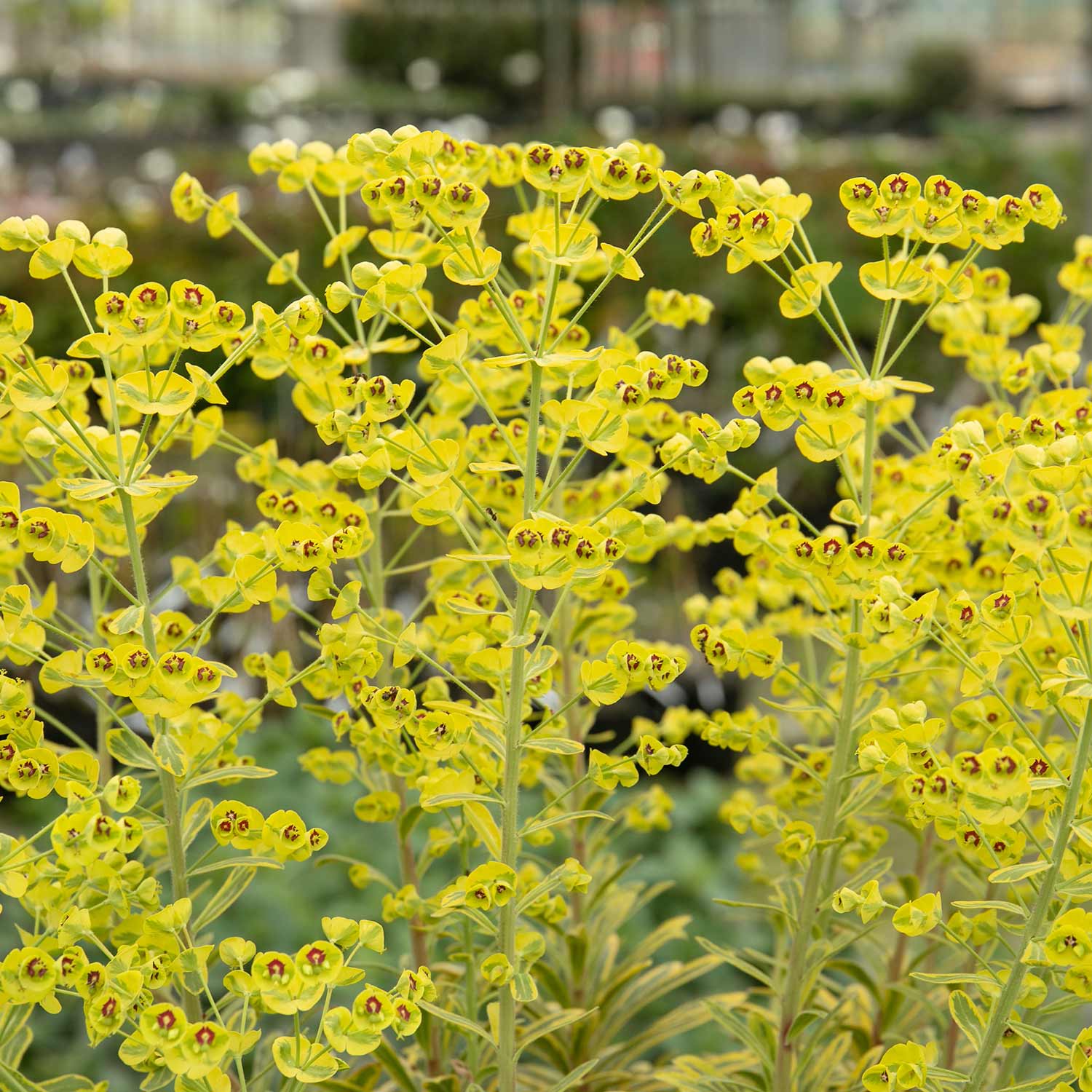 Euphorbia Martinii 'ascot Rainbow' Variegated Perennial | 1 x 2L | Green & Pink