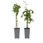 Raspberry Plant - 2 Pcs. - Rubus Idaeus 'malling Promise' - H50-60cm - ⌀15cm | Set of 2 | Red