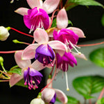 Hayloft Fuchsia Ballerina Collection - Set Of 5 Young Plants